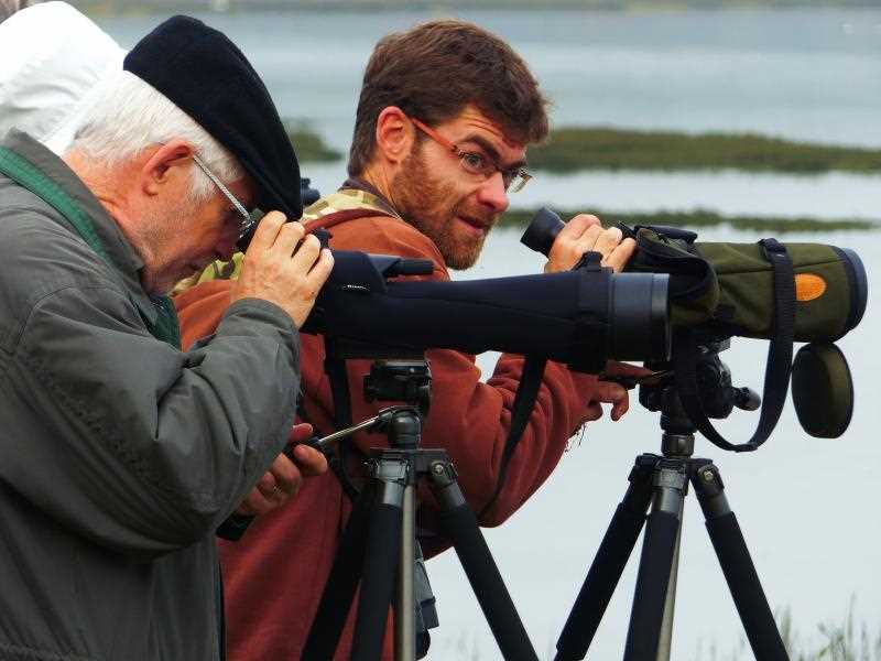 Comptage d'oiseaux